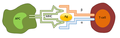 T cell Receptor and Antigen Interaction