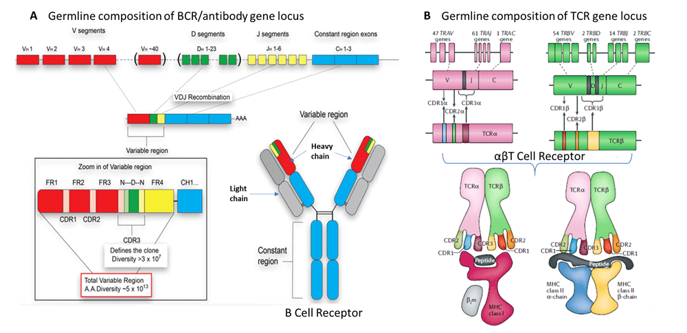 Germline composition of BCRantibody and TCR gene locus Germline composition antibody gene