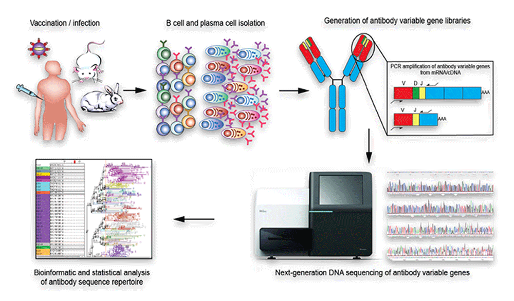 NGS Sequencing of antibody variable genes Variable immunoglobulin chains sequencing