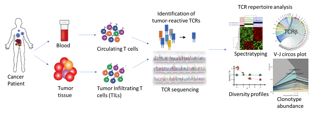 TCR Repertoire Analysis Variable TCR chains sequencing