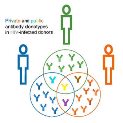 Antibody clonotypes