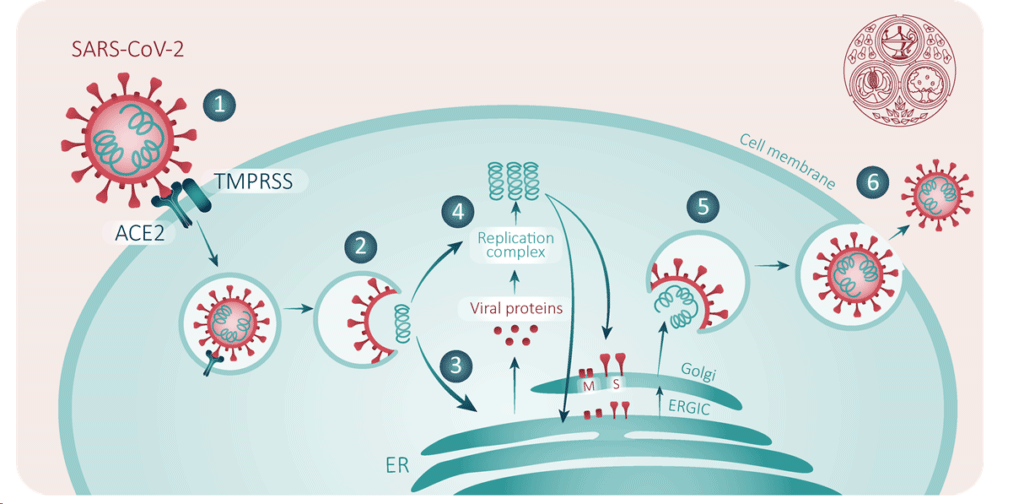 Covid Virus Spike Penetration