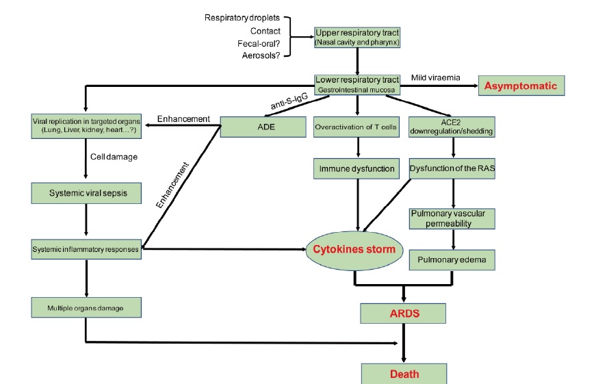 SARS-CoV-2 infection postulated pathogenic pathway