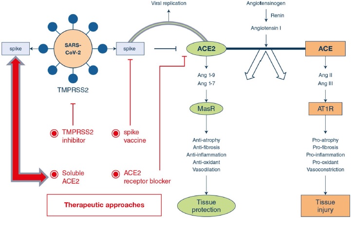 Possible drug/vaccine discovery therapeutic approaches
