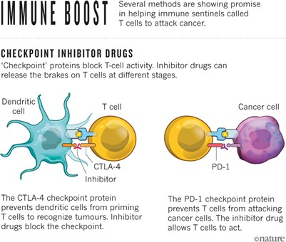 Checkpoint inhibitors immunotherapy