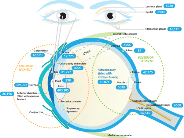 MedGenome Ophthatome MedGenome Ophthatome