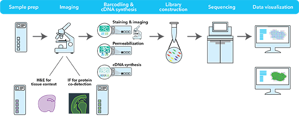 10X Genomics