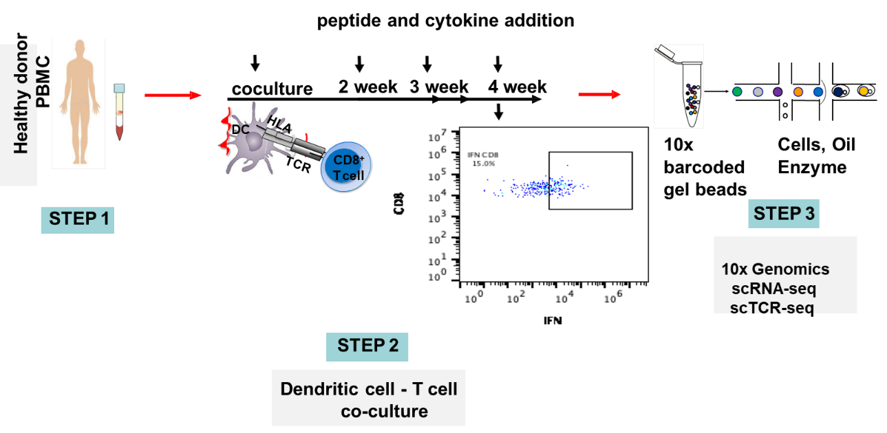 : Schematic of OncoPeptSCRNTM T-cell Activation Assays