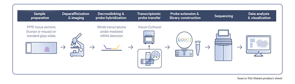 Workflow for whole FFPE tissue section analysis using Visium platform