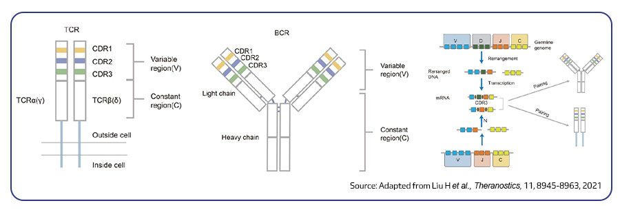 Structure of TCR and BCR