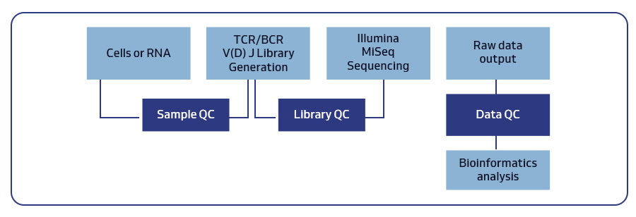 Workflow for bulk TCR and BCR profiling