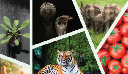 Signios Bio Plant and Animal Sciences Brochure