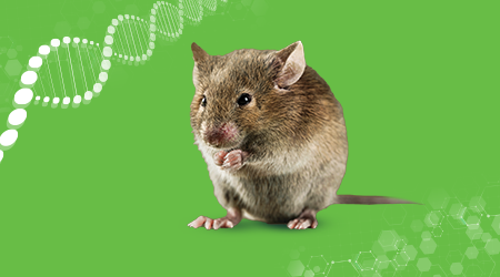 Genomic insights into invasive rodent populations