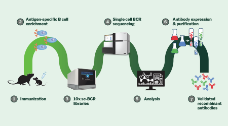 Signios Bio HiTMab Antibody Discovery Whitepaper