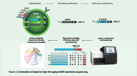 Signios Bio B Cell Receptor Profiling Whitepaper
