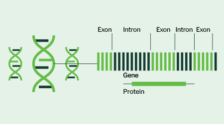 Signios Bio Whole Exome Sequencing Brochure
