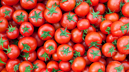 Targeted genome editing in tomato