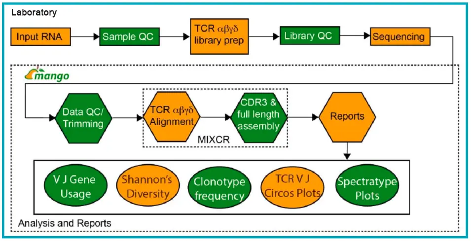 Workflow generation bulk TCR profiling data