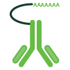 CITE-Seq and Cell Hashing