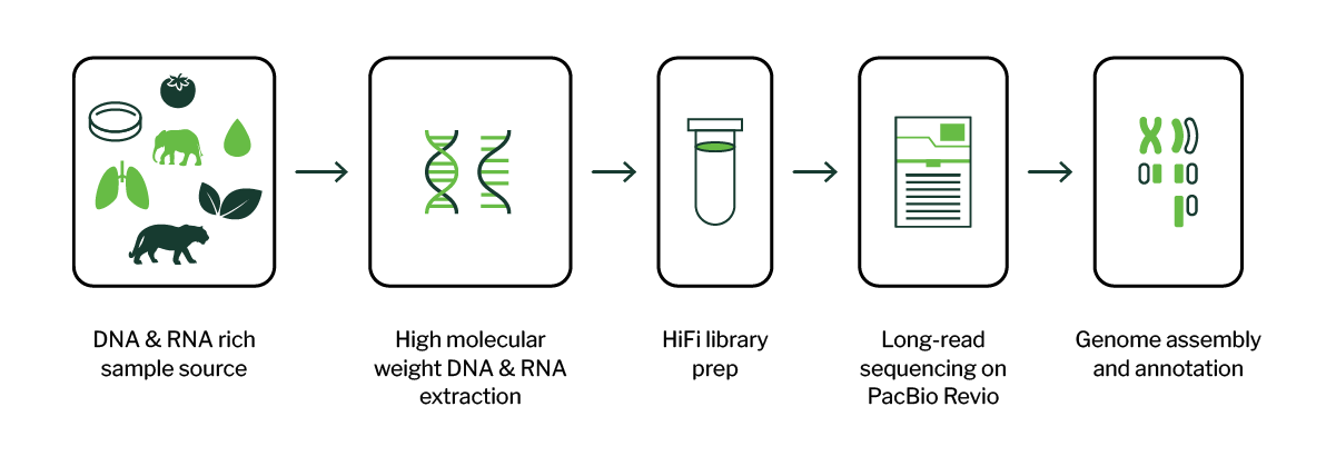 Long-Read-Sequencing-workflow