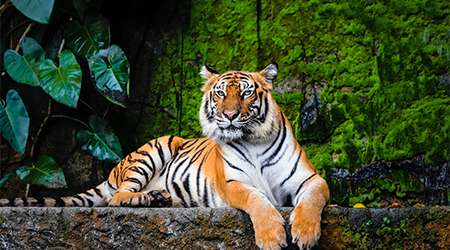 Near-chromosomal genome assembly of the bengal tiger