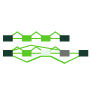 Isoform & Splicing Analysis