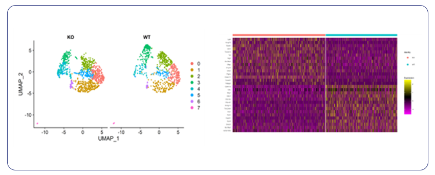 astrocyte-population-in-KO-vs-WT