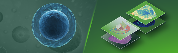 Single-cell + Spatial Transcriptomics