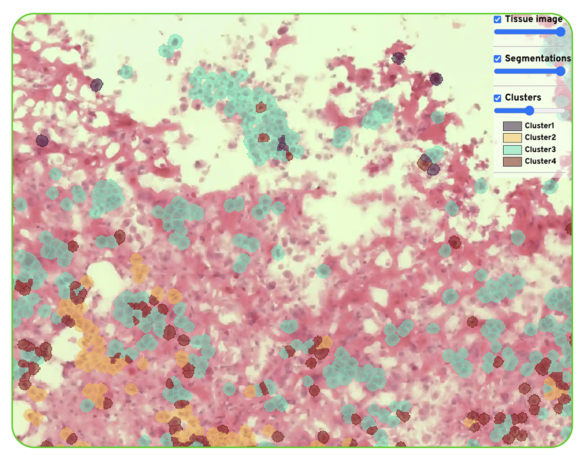 Cell Segmentations