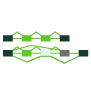 Isoform & Splicing Analysis