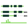 Isoform & Splicing Analysis
