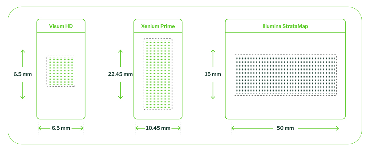 Tissue real estate architecture