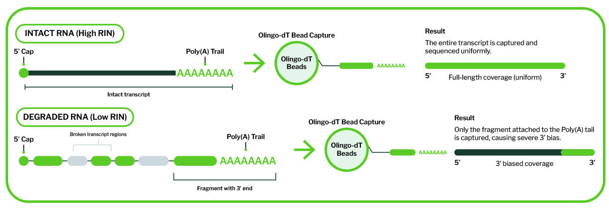 Biology of poly capture