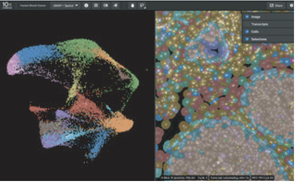 Visium Standard Analysis