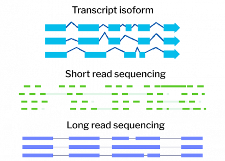 Full Length RNA Sequencing