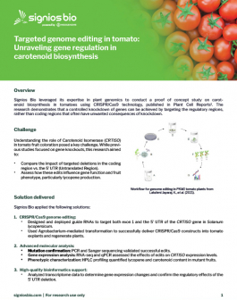 Targeted genome editing in tomato